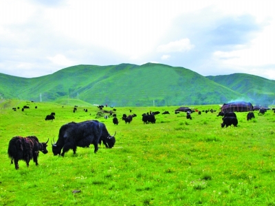 农牧规模化养殖企业财务工作及管理难点