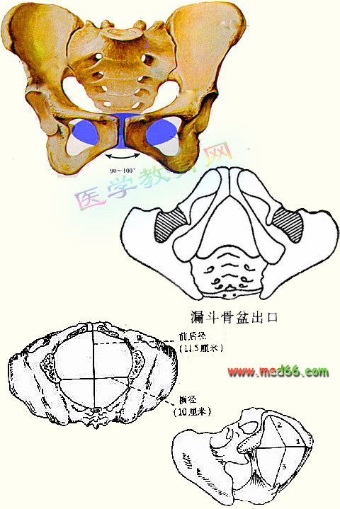 跪求骨盆径线图