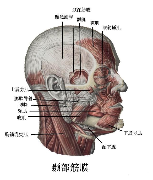 口腔颌面部肌肉分布图图片